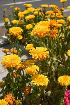 Photo, flower bed, gardening, park, 