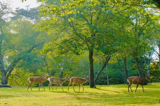 陽光を浴びる奈良の鹿たち 陽光を浴びる奈良の鹿たち 鹿,奈良,夏の写真素材