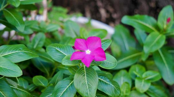 花 植物 花 植物の写真