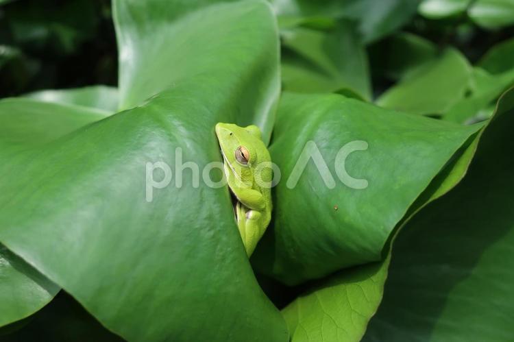 モリアオガエル　眠り カエル,両生類,生き物の写真素材