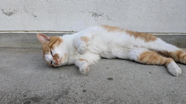 ねこ ねこ ねこ,動物,かわいいの写真素材