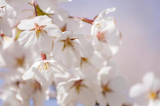 可憐な花、桜のアップの写真