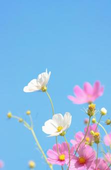 コスモス20 コスモス20 コスモス,秋桜,秋イメージの写真素材