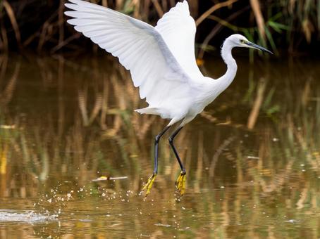 水辺のコサギ 水辺のコサギ コサギ,鳥,野鳥の写真素材