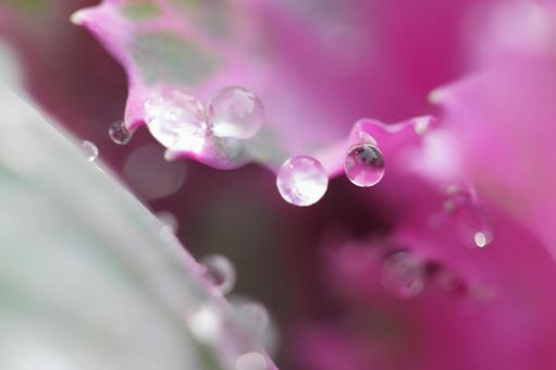 葉と水滴 葉と水滴の写真