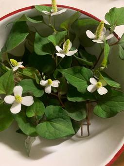 Photo, hokkaido, flower, green, 