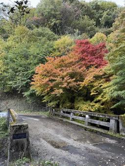 晩秋の牛伏川フランス式階段工（連岳橋） 牛伏寺,松本市,葉の写真素材
