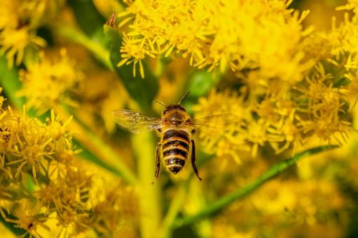 ミツバチとセイタカアワダチソウ⑶ ミツバチとセイタカアワダチソウ⑶ 蜂,ミツバチ,昆虫の写真素材
