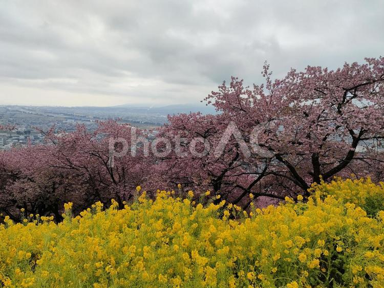 桜　河津桜　菜の花 桜,河津桜,菜の花の写真素材