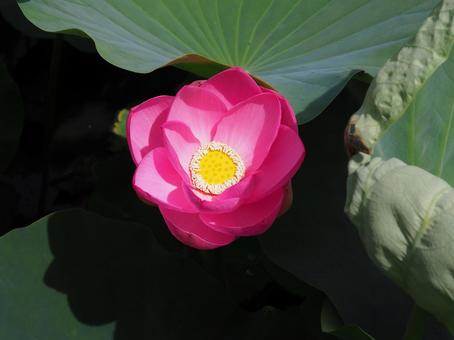 Photo, gyoda, ancient lotus no sato, line days lotus, 