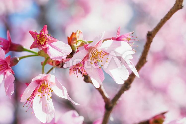 桜の花イメージ 桜,サクラ,さくらの写真素材