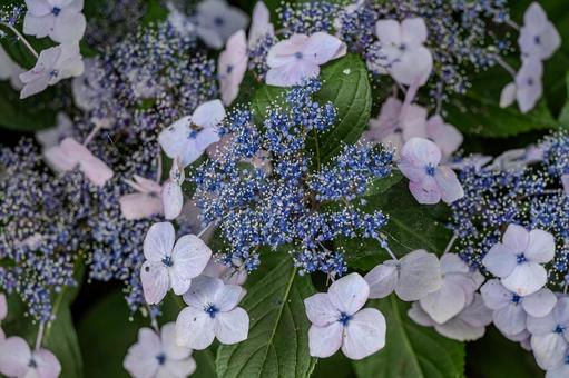 指扇アジサイまつり2025年 指扇アジサイまつり2025年 アジサイ,紫陽花,花の写真素材