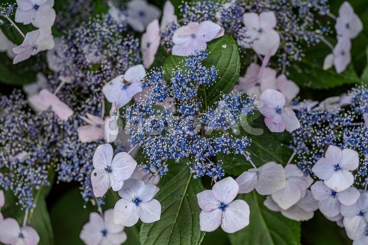 指扇アジサイまつり2025年 アジサイ,紫陽花,花の写真素材