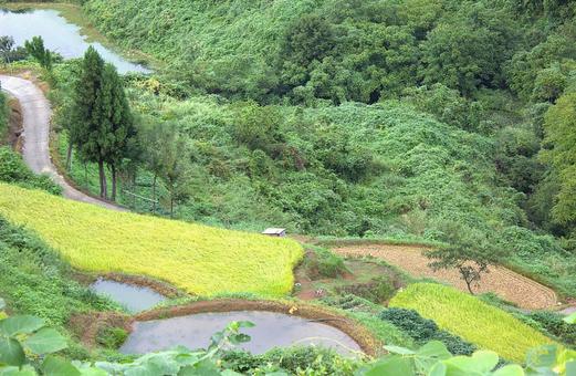 新潟山古志 棚田 新潟山古志 棚田 棚田,木,緑の写真素材