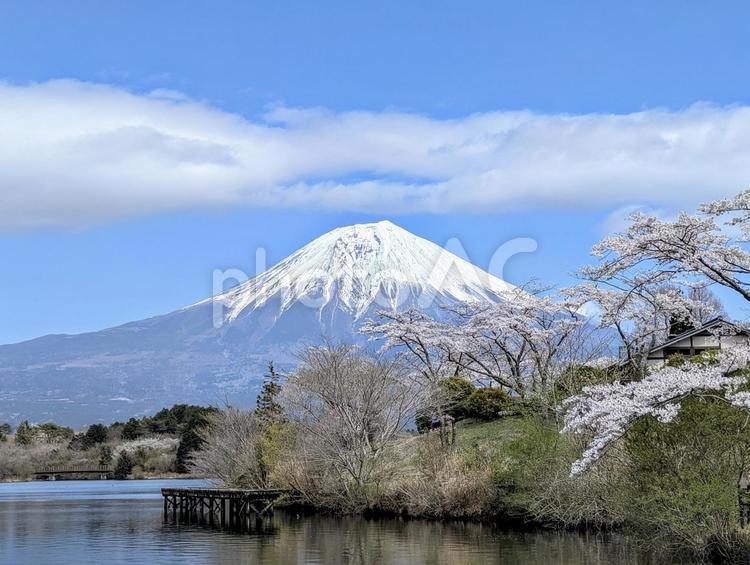 田貫湖の桜と富士山 富士山,桜,さくらの写真素材