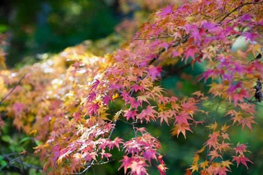 秋に染まる色とりどりの紅葉 紅葉,秋,もみじの写真素材
