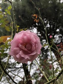 花 花の写真