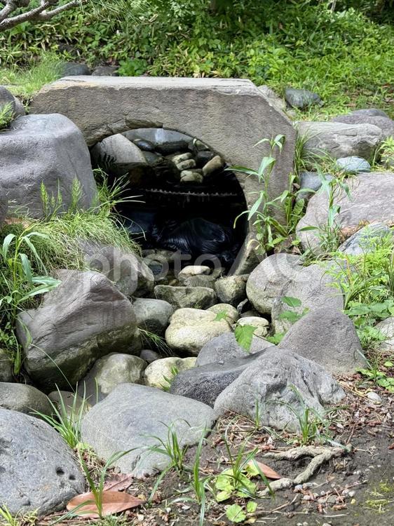 6月　旧芝離宮恩賜庭園　水路 水たまり,マツ,トンネルの写真素材