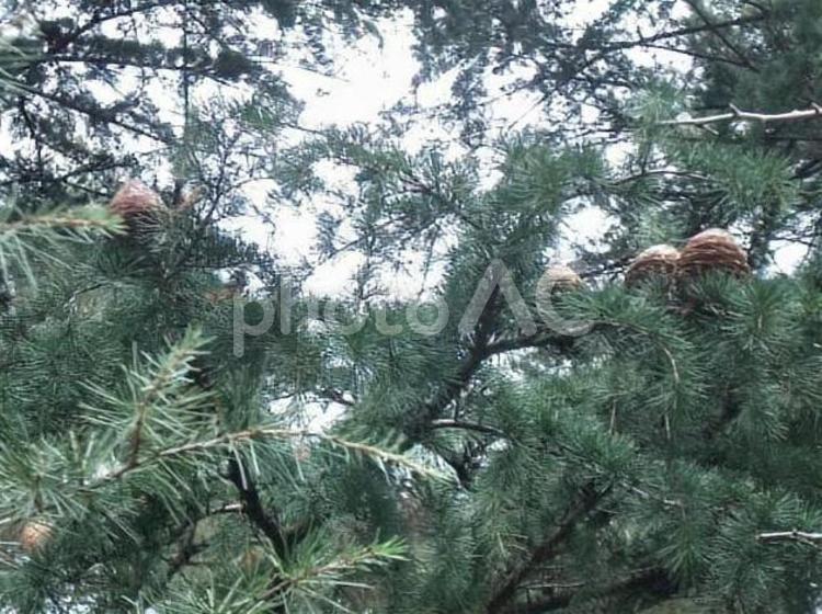 大きなまつぼっくり② 秋,まつぼっくり,大きいの写真素材