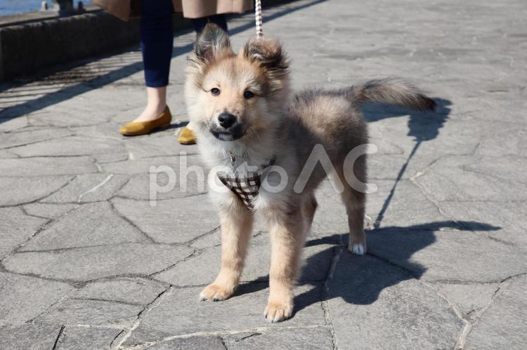 初めてのお散歩 犬,かわいい,散歩の写真素材