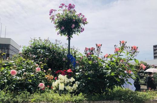 バラ園 バラ園の写真