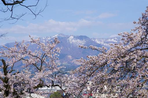 桜咲く越前の春 桜咲く越前の春 桜,晴れ,春の写真素材