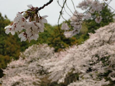 Cherry blossom blur background-13, JPG
