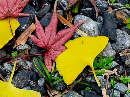 日本の紅葉 日本の紅葉 こうよう,もみじ,モミジの写真素材