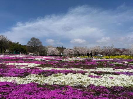 芝桜 芝桜 芝桜,桜,みやぎ千本桜の森公園の写真素材