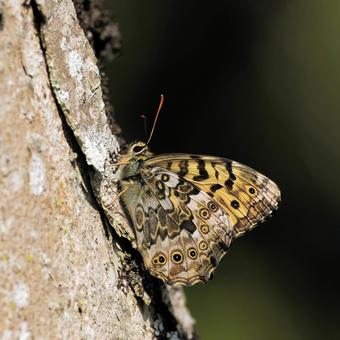 サトキマダラヒカゲ サトキマダラヒカゲの写真