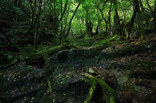 屋久島の森林と苔と渓流 屋久島の森林と苔と渓流 屋久島,苔,天然水の写真素材