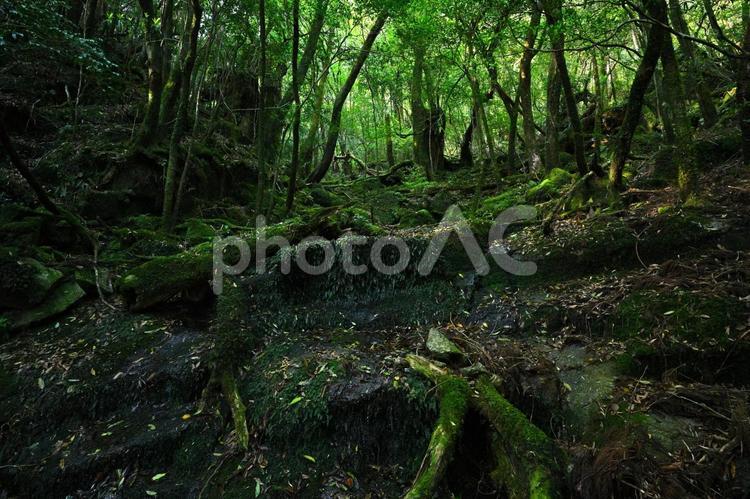 屋久島の森林と苔と渓流 屋久島,苔,天然水の写真素材