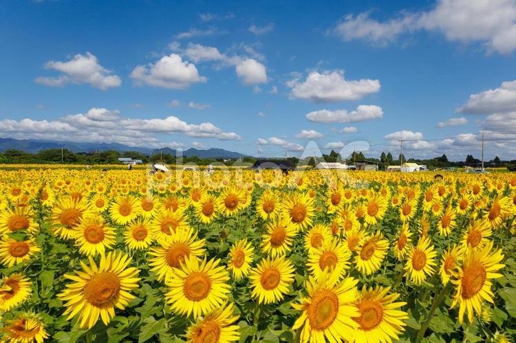 太陽の花明るい気持ちになる向日葵 ひまわり,8月,空の写真素材