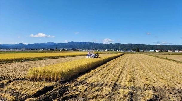 晴天の稲刈り 風景,景色,青空の写真素材