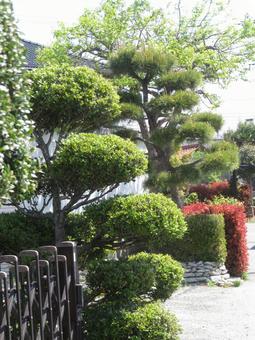 Garden trees, JPG Garden trees, JPG