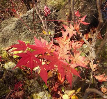 紅葉 紅葉の写真