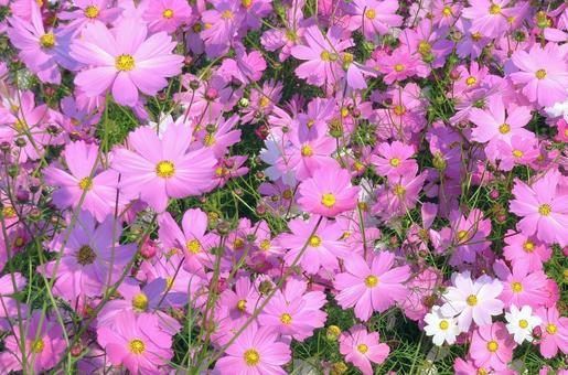 満開のピンクの秋桜 満開のピンクの秋桜 秋桜,秋,花の写真素材