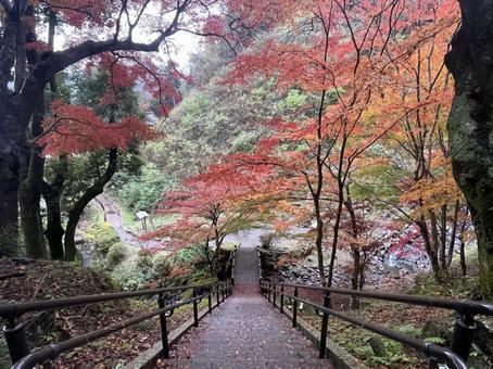 紅葉 秋,紅葉,滝の写真素材