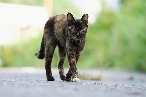 歩く野良猫 歩く野良猫 猫,野良猫,可愛い猫の写真素材