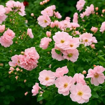満開のピンクの薔薇 満開のピンクの薔薇の写真