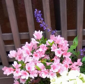 Azalea, JPG