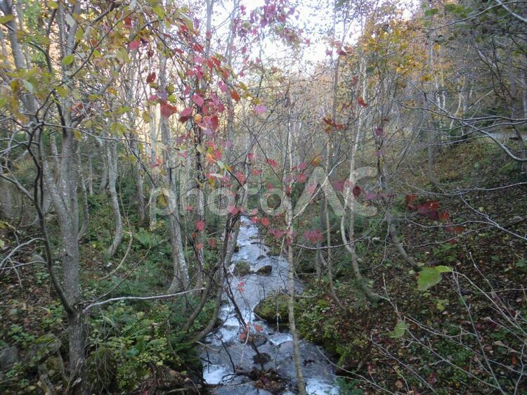 20121027知床カムイワッカ湯の滝への道8 北海道,知床,秋の写真素材