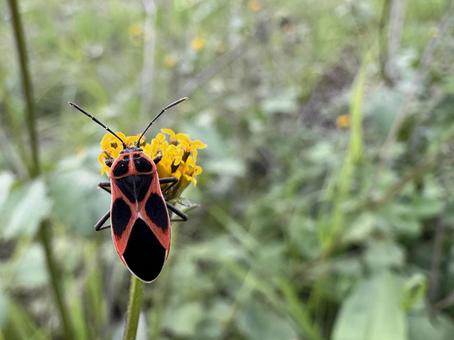 ジュウジナガカメムシ 04 十字長亀虫,ジュウジナガカメムシ,花の写真素材