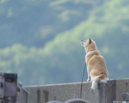 空を見上げる犬 犬,海岸,イヌの写真素材