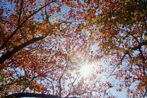 桜の紅葉 桜,紅葉,葉の写真素材