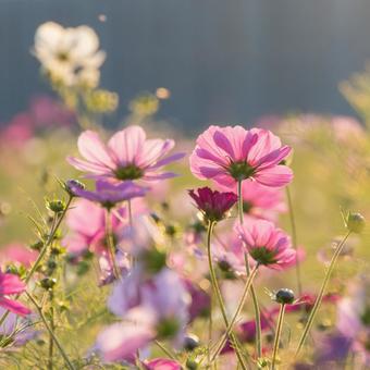 鹿室のコスモス畑 10月,秋,ピンクの写真素材
