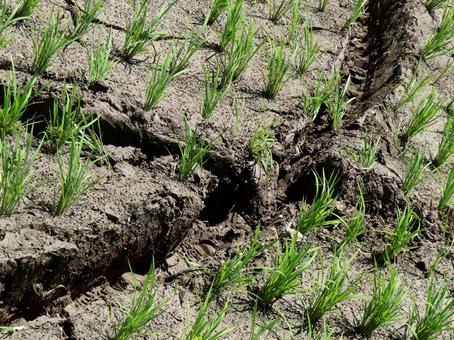 Rice field, JPG