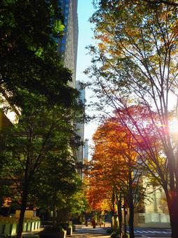 秋の陽射しに煌めく丸の内仲通り 丸の内,丸の内仲通り,街路樹の写真素材