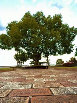 風景 風景,夕暮れ,散歩の写真素材