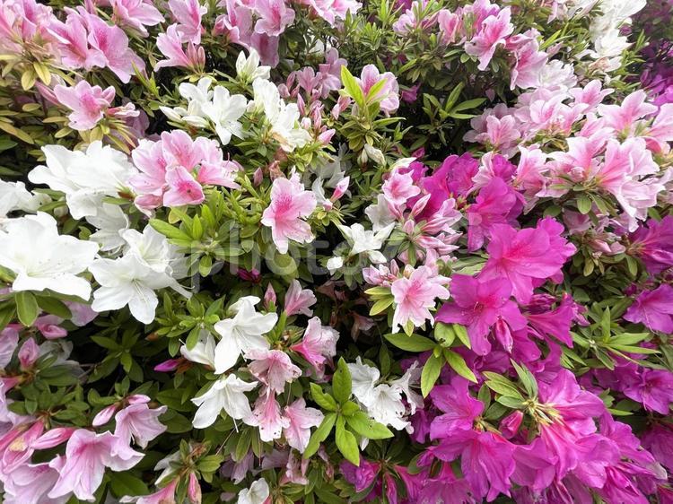 満開になった愛らしいつつじ　大阪府茨木市 つつじ,花,植物の写真素材